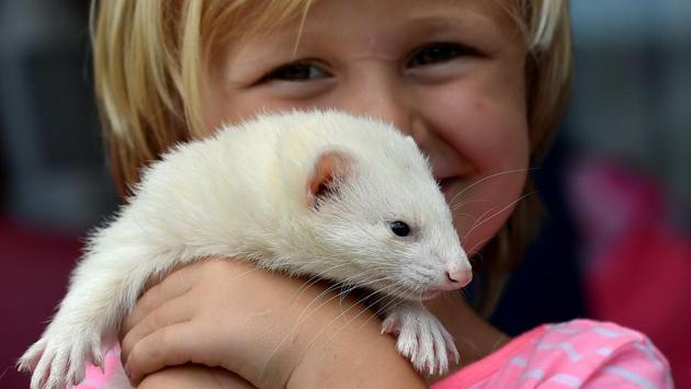 Four-year-old Sammi Smith shows off Fideo, her three-year-old male albino ferret. (Peter Parks/AFP)