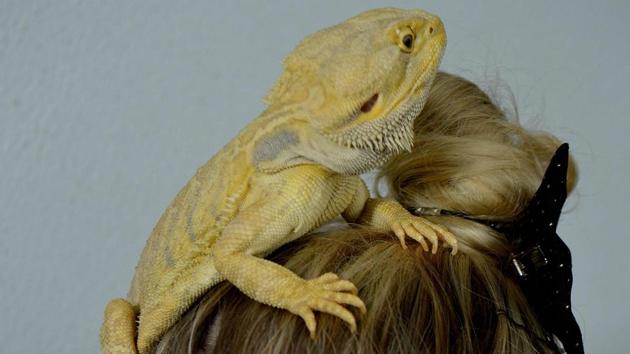 Brooke Winters with her pet ‘Mario’, a bearded dragon, sitting on her head at the pet shop where she works in Sydney. (Peter Parks/AFP)