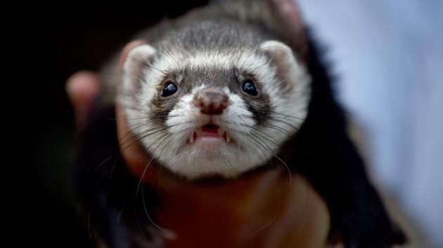 Katrina Smith holding one of her pet ferrets on her property on the outskirts of Sydney. (Peter Parks/AFP)