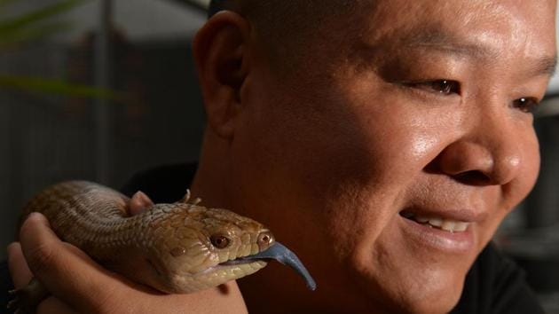 Reptile breeder Ernie Chan with his pet, a northern blue-tongued lizard at a pet store in Sydney. (Peter Parks/AFP)