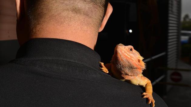 Reptile breeder Ernie Chan with a bearded dragon on his shoulder at a pet store in Sydney. (Peter Parks/AFP)
