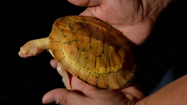 Reptile breeder Ernie Chan holds ‘Luna’, an albino short-neck turtle at a pet store in Sydney. (Peter Parks/AFP)