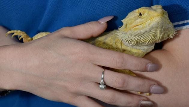 Brooke Winters with ‘Mario’, her pet bearded dragon in Sydney. (Peter Parks/AFP)