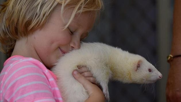Four year-old Sammi Smith with Fideo, a three-year-old male albino ferret, in her house on the outskirts of Sydney. According to the Australian Veterinary Association, exotic pets are becoming "more and more popular", with residents owning millions of birds, fish, small mammals and reptiles. (Peter Parks/AFP)