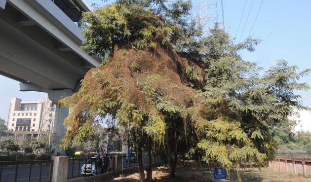 The creeper, Amar Bel, grows on the host plant and draws nutrition, causing its death.(Parveen Kumar/HT Photo) The creeper, Amar Bel, grows on the host plant and draws nutrition, causing its death.(Parveen Kumar/HT Photo)