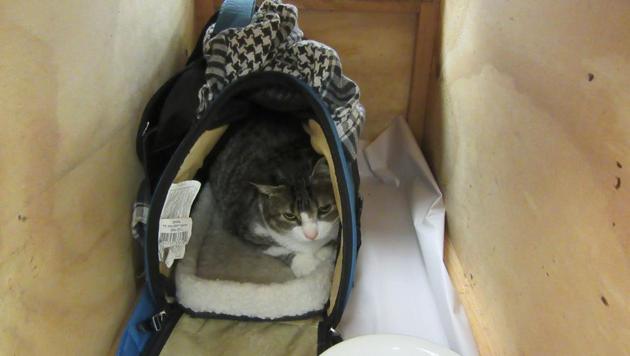 This handout photo taken on December 21, 2016 and released by New Zealand's Ministry for Primary Industries (MPI) shows a cat being held at Auckland Airport after it was discovered in a Canadian woman's handbag upon arrival from Vancouver.(AFP) This handout photo taken on December 21, 2016 and released by New Zealand's Ministry for Primary Industries (MPI) shows a cat being held at Auckland Airport after it was discovered in a Canadian woman's handbag upon arrival from Vancouver.(AFP)