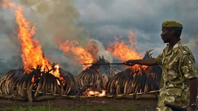 Kenya Wildlife Services rangers stand guard around illegal stockpiles of burning elephant tusks, ivory figurines and rhinoceros horns at the Nairobi National Park in April. (AFP file photo) Kenya Wildlife Services rangers stand guard around illegal stockpiles of burning elephant tusks, ivory figurines and rhinoceros horns at the Nairobi National Park in April. (AFP file photo)