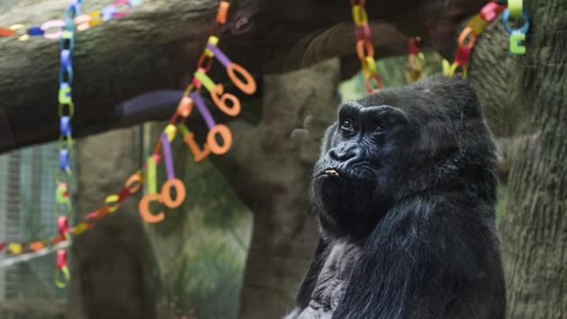 Colo, the oldest living gorilla in captivity, sits inside of her enclosure during her 60th birthday party at the Columbus Zoo and Aquarium. (AP Photo)