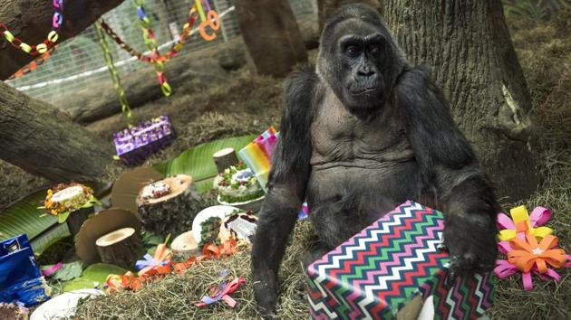 Colo, opens a present in her enclosure. (AP Photo)