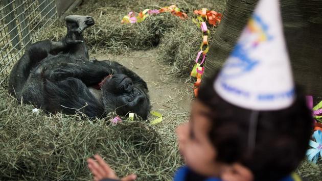 A young boy wearing a birthday hat looks through the glass at Colo. (AP Photo)