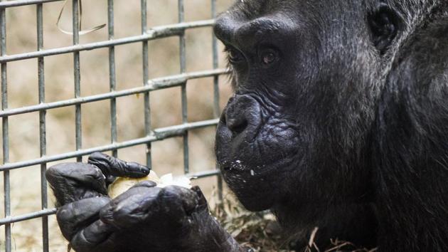 Colo, eats a cake inside her enclosure. Colo was the first gorilla in the world born in a zoo and has surpassed the usual life expectancy of captive gorillas by two decades (AP Photo)