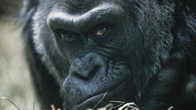 Colo, a western lowland gorilla, rests in her enclosure at the Columbus Zoo, in Columbus, Ohio. (AP Photo)