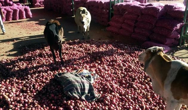 Some distressed farmers threw their onion produce in front of stray cattle at the Neemuch market on Thursday.(Arun Mondhe/HT photo)
