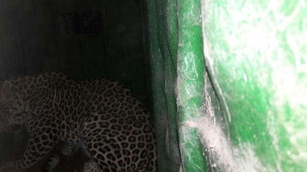 The leopard in the trap. (HT Photo) The leopard in the trap. (HT Photo)