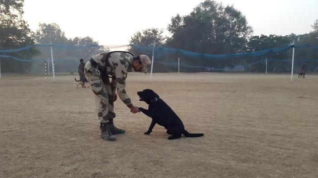 Dogs learn to shake hands on command, but honestly, they’d much prefer a rub from their handlers. (Rachel Lopez / ht photos )