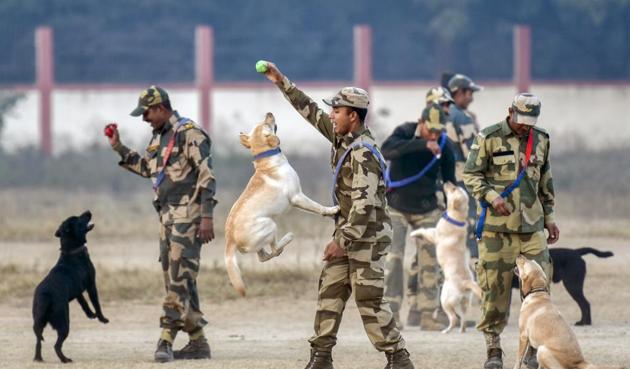 Dogs and the handlers enjoy some play after early morning PT session at National Training Centre for Dogs in Madhya Pradesh (Kunal Patil/HT photos )