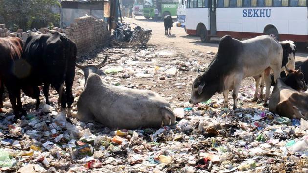 A garbage dump at the Bathinda bus stand on Friday. Garbage is not cleared for days together.(Sanjeev Kumar/HT Photo)