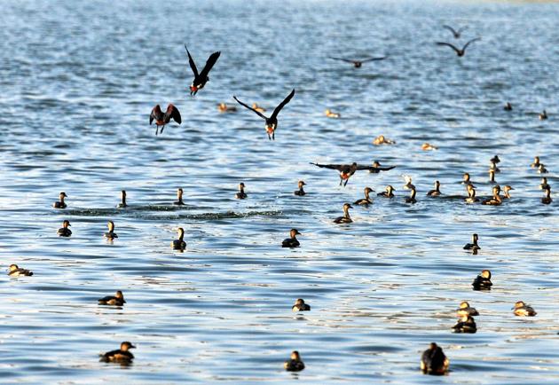 Ranchi, Jharkhand, INDIA – January 12:(FILE PIX) Migratory birds arrived in winter season at Ranchi Lake in Ranchi January 12 2016 - (Photo-Parwaz Khan- Hindustan Times) story by Sanjoy Dey