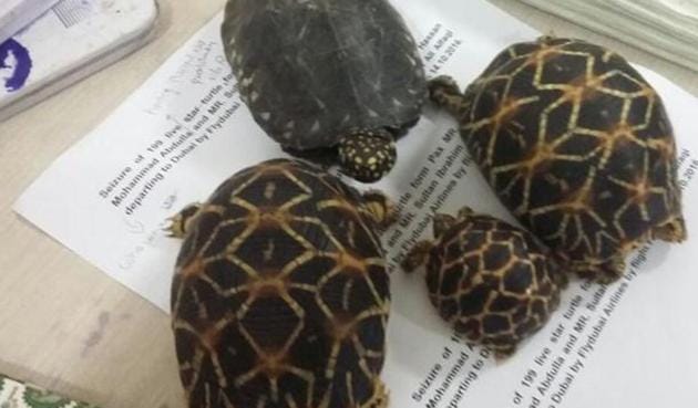 Star tortoises, parakeets and spotted black terrapin turtles topped the list of animals traded illegally from Mumbai to different parts of the country this year, a report stated. (HT) Star tortoises, parakeets and spotted black terrapin turtles topped the list of animals traded illegally from Mumbai to different parts of the country this year, a report stated. (HT)