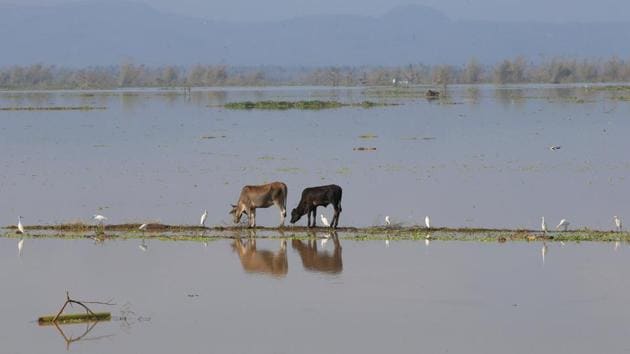 Flooded rice fields pictured after heavy rains and strong winds brought by Typhoon Nock-ten that battered Camarines Sur, central Philippines. (Romeo Ranoco/REUTERS)