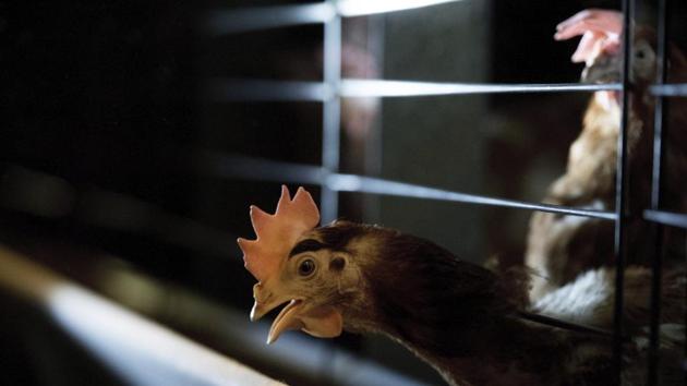 Odisha ordered the cull of more than 2,500 chickens and other poultry after animals tested positive for H5N1 strain. (AP File Photo) Odisha ordered the cull of more than 2,500 chickens and other poultry after animals tested positive for H5N1 strain. (AP File Photo)
