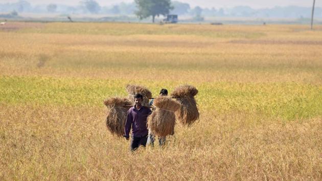 An Indian farmer carries rice seedlings from a paddy field at Nimati village, some 300 kms from Guwahati.(AFP)