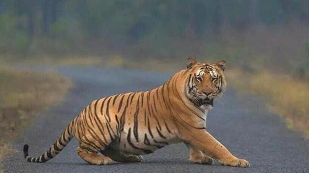 Jai went missing tiger from Nagpur forest in April.(File Photo) Jai went missing tiger from Nagpur forest in April.(File Photo)