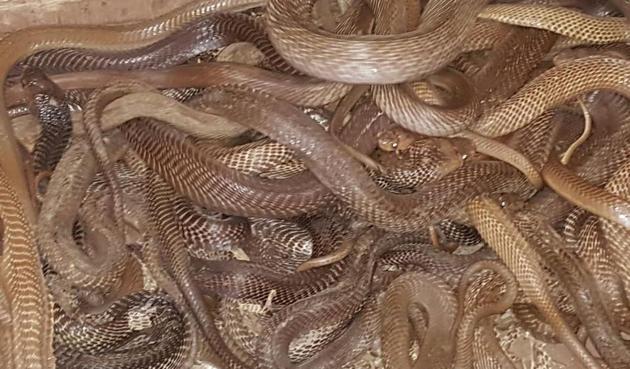 Cops bust venom racket in Maharashtra, seize 72 snakes | Mumbai news ...