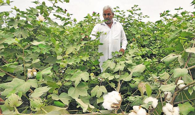A Dalit couple was beaten up with sticks after they objected to cattle grazing, saying it would damage standing cotton crop in the farm.(HT Photo/ Representative Image) A Dalit couple was beaten up with sticks after they objected to cattle grazing, saying it would damage standing cotton crop in the farm.(HT Photo/ Representative Image)