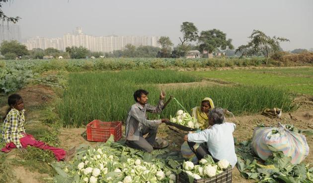 Farmers report a steep fall in vegetable wholesale prices since the implementation of demonetisation. Last week, at two wholesale markets in Madhya Pradesh, onions were sold for Re 1 per kilogramme. Similarly, tomatoes cost less than Rs 2 per kg in Andhra Pradesh and Chandigarh.(Burhaan Kinu/HT PHOTO) Farmers report a steep fall in vegetable wholesale prices since the implementation of demonetisation. Last week, at two wholesale markets in Madhya Pradesh, onions were sold for Re 1 per kilogramme. Similarly, tomatoes cost less than Rs 2 per kg in Andhra Pradesh and Chandigarh.(Burhaan Kinu/HT PHOTO)