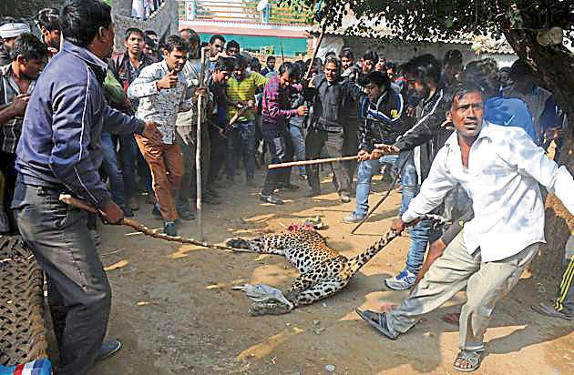 Villagers killed a leopard that ran amok on the streets of Mandawar village on November 24. (HT File) Villagers killed a leopard that ran amok on the streets of Mandawar village on November 24. (HT File)