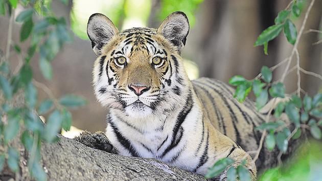 The National Tiger Conservation Authority said India lost 117 tigers this year.(Sanjay Shukla/HT File Photo) The National Tiger Conservation Authority said India lost 117 tigers this year.(Sanjay Shukla/HT File Photo)