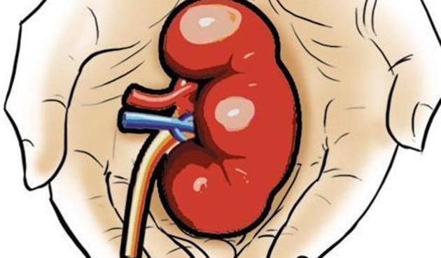 The organ donation policy states that the donor needs to be the recipient’s blood relative, a provision that is meant to curb organ trade.(HT ILLUSTRATION FOR REPRESENTATION) The organ donation policy states that the donor needs to be the recipient’s blood relative, a provision that is meant to curb organ trade.(HT ILLUSTRATION FOR REPRESENTATION)