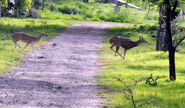 The accused were arrested after police found two carcasses of blackbucks in the SUV they were travelling in.(Pic for representation) The accused were arrested after police found two carcasses of blackbucks in the SUV they were travelling in.(Pic for representation)