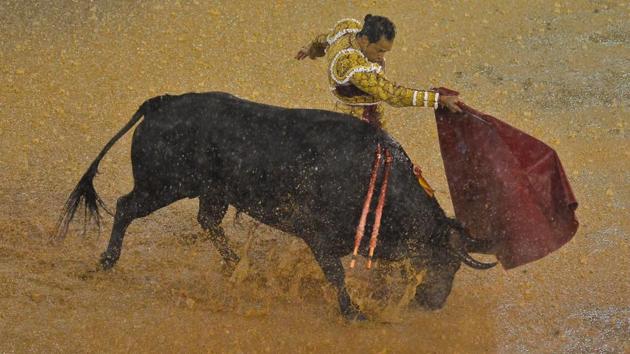Colombian bullfighter Luis Bolivar’s turn to show his skills . (LUIS ROBAYO / AFP)