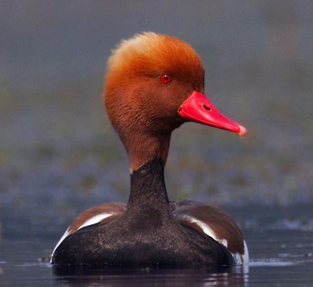 A male Red-crested pochard. (ABHIJIT GHOSH) A male Red-crested pochard. (ABHIJIT GHOSH)
