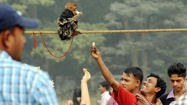 People tease a monkey at Maidan in Kolkata on Sunday. (Ashok Nath Dey/HT PHOTO) 