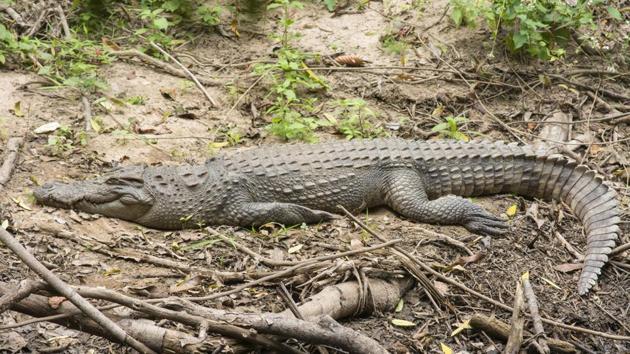 Snap! Selfie-seeking tourist bitten by Thai crocodile | World News ...