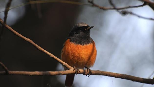 Common Redstart bird at Sultanpur bird sanctuary in Gurgaon. India’s warm weather makes it a favourite stopover for migratory birds seeking respite from a harsh winter. (Parveen Kumar/HT photo)