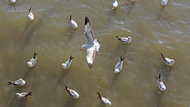 Seagulls float on the sea waters at Gateway of India in Mumbai. Migratory birds, an annual feature arriving in November/December and staying till the onset of summer, have made the region their temporary home in continuation of an ancient cycle observed since time immemorial. (Pratik Chorge/HT photo)