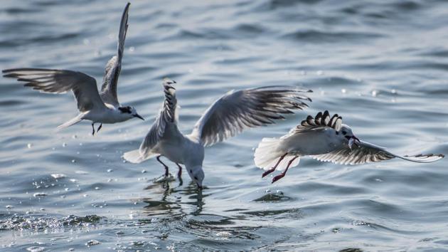 Seagulls fly over the Arabian sea to catch fish in Mumbai. (Satish Bate/HT photo)