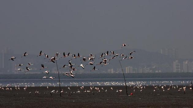 Flamingos arrive at Sagar Vihar Vashi in Navi Mumbai in December. (Bachchan Kumar /HT photo)