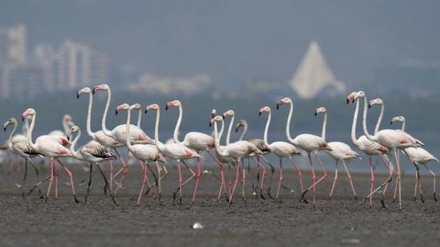 Lesser flamingos at Airoli flamingo sanctuary in Thane. (Satish Bate/HT photo)