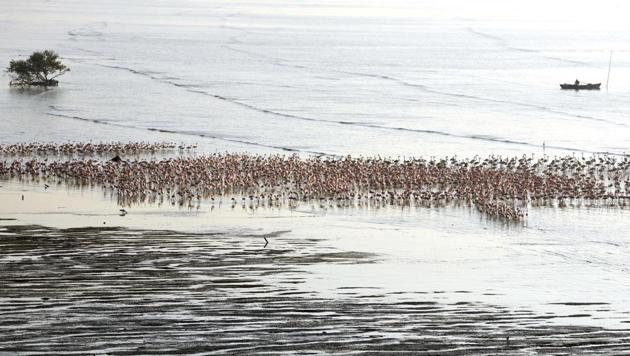 Flamingos flock to Sewri in Mumbai. (Pratik Chorge/HT photo)
