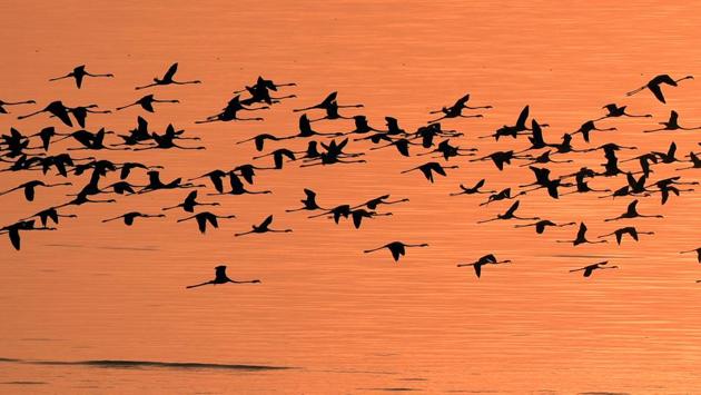 Flamingos at Sewri in Mumbai. Birds from distant lands have flocked to the region, signalling the onset of winter. (Pratik Chorge/HT photo)