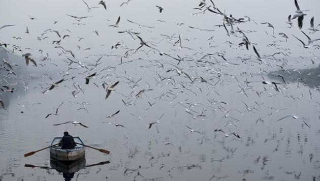 Seagulls at Yamuna river in New Delhi. (Saumya Khandelwal/HT PHOTO)