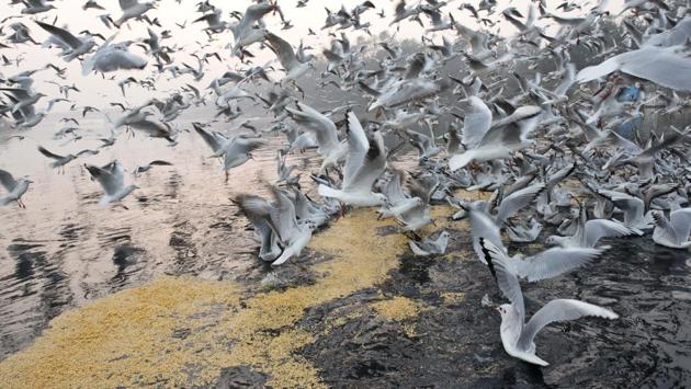 Seagulls flock towards the River Yamuna on a winter morning in New Delhi. (Saumya Khandelwal/HT photo)