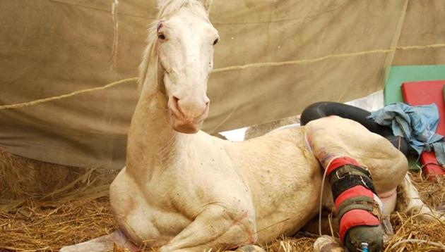 Police horse Shaktiman who got injured during a BJP rally in Dehradun, finally succumbed to injuries on April 20. (HT File Photo) Police horse Shaktiman who got injured during a BJP rally in Dehradun, finally succumbed to injuries on April 20. (HT File Photo)
