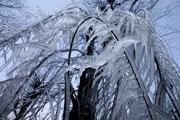 Icicles hang from a tree after snowfall at Kokernag, south of Srinagar, India (Waseem Andrabi/HT Photo)