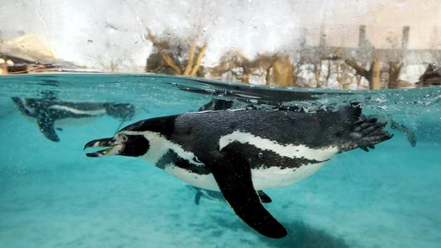 A Humboldt penguin swims during a photo call for the annual stock take at London Zoo in London. (AP Photo/Kirsty Wigglesworth) A Humboldt penguin swims during a photo call for the annual stock take at London Zoo in London. (AP Photo/Kirsty Wigglesworth)